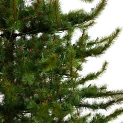 9 Ft. Vancouver Mountain Pine Artificial Christmas Tree With 750 Clear Lights And 2583 Bendable Branches -Holiday Glow Store nearly natural pre lit christmas trees t3352 44 1000