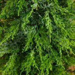 3 Ft. Pre-Lit Artificial Lightly Snowed Cypress Christmas Tree With 38-Warm White LED Lights In Decorative Weaved Basket 17 3 Ft. Pre-Lit Artificial Lightly Snowed Cypress Christmas Tree With 38-Warm White LED Lights In Decorative Weaved Basket -Holiday Glow Store nearly natural pre lit christmas trees t5423 1f 1000