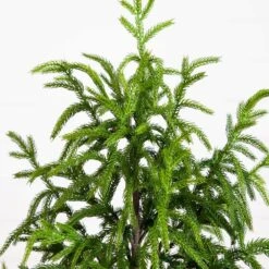 4 Ft. Artificial Norfolk Pine Christmas Tree -Holiday Glow Store nearly natural unlit christmas trees t4708 1f 1000