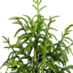 4 Ft. Artificial Norfolk Pine Christmas Tree -Holiday Glow Store nearly natural unlit christmas trees t4708 4f 1000