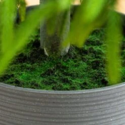 6 Ft. Artificial Real Touch Norfolk Island Pine Christmas Tree With Natural Look -Holiday Glow Store nearly natural unlit christmas trees t5369 1f 1000