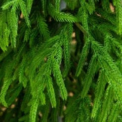 6 Ft. Artificial Real Touch Norfolk Island Pine Christmas Tree With Natural Look -Holiday Glow Store nearly natural unlit christmas trees t5369 4f 1000