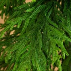 7 Ft. Artificial Real Touch Norfolk Island Pine Christmas Tree With Natural Look -Holiday Glow Store nearly natural unlit christmas trees t5371 4f 1000