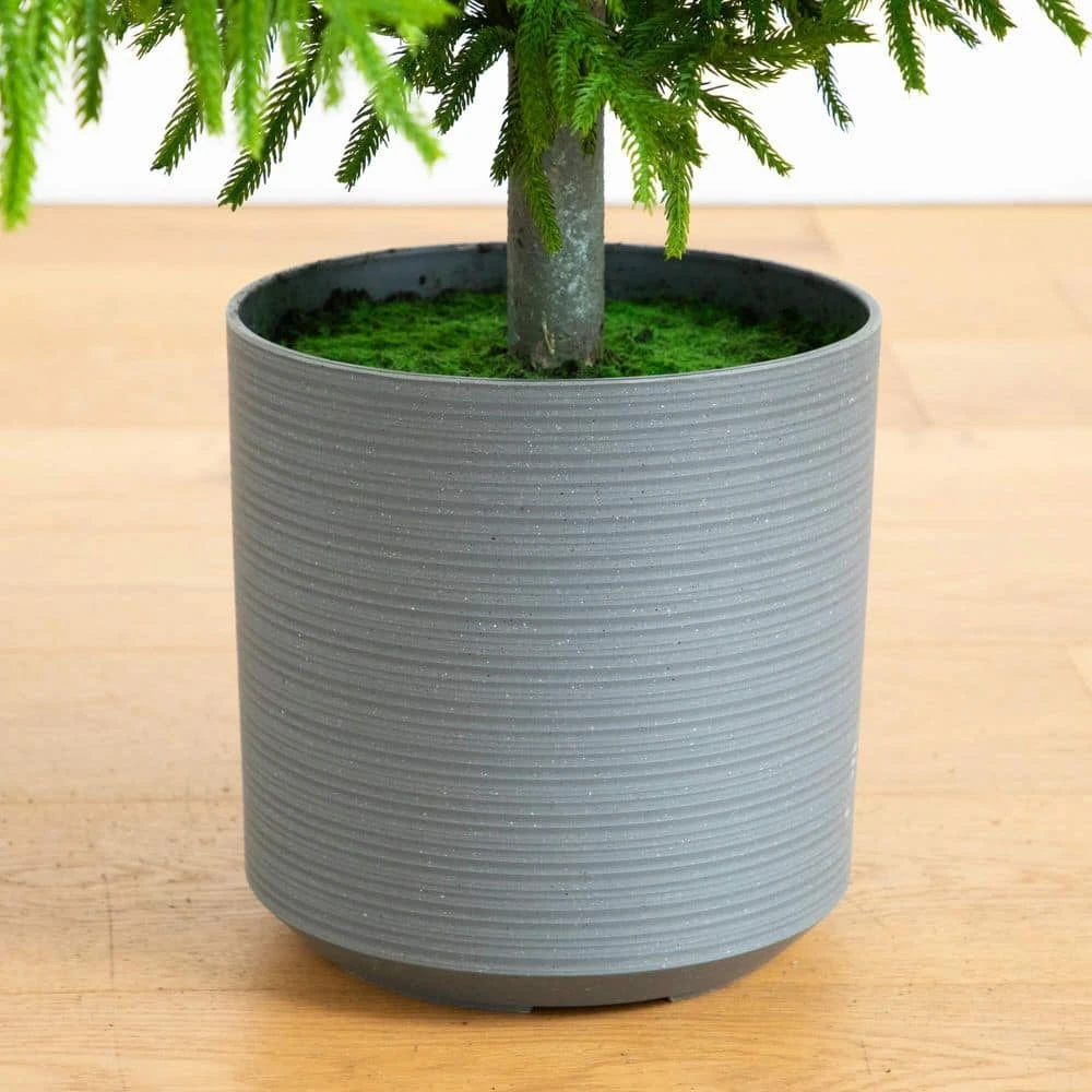 8 Ft. Artificial Real Touch Norfolk Island Pine Christmas Tree With Natural Look 6 8 Ft. Artificial Real Touch Norfolk Island Pine Christmas Tree With Natural Look - Image 4