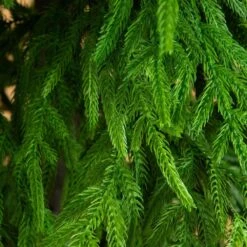 8 Ft. Artificial Real Touch Norfolk Island Pine Christmas Tree With Natural Look 11 8 Ft. Artificial Real Touch Norfolk Island Pine Christmas Tree With Natural Look -Holiday Glow Store nearly natural unlit christmas trees t5372 4f 1000