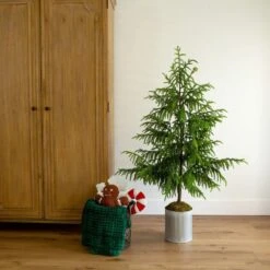 5 Ft. Artificial Real Touch Norfolk Island Pine In Metal Tin Planter With Natural Look -Holiday Glow Store nearly natural unlit christmas trees t5385 31 1000