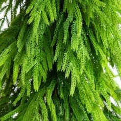 5 Ft. Artificial Real Touch Down Swept Norfolk Pine Tree With Natural Look -Holiday Glow Store nearly natural unlit christmas trees t5398 e1 1000